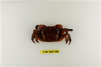 藏品(硬毛假方蟹)的圖片